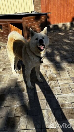 Тротуарная плитка, доставка