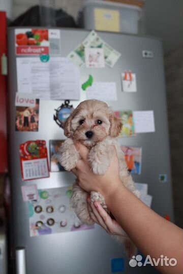 Мальтипу мини детки