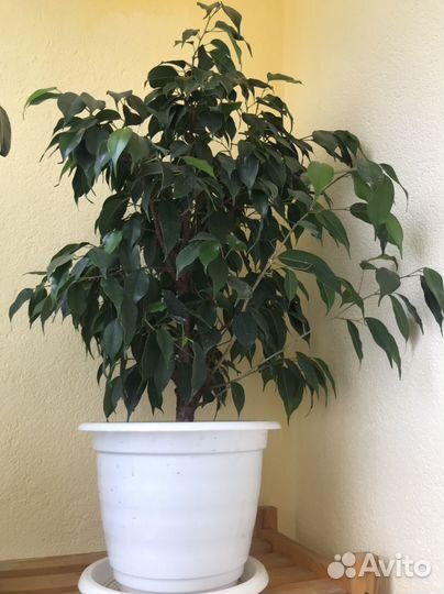 Фикус бенджамина взрослый