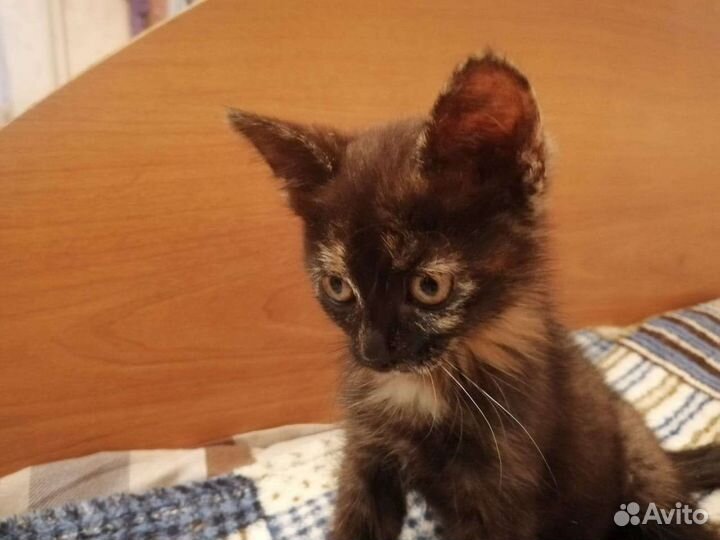 Девчушка в добрые руки. Стерилизация в подарок