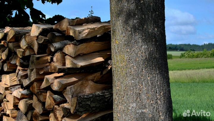 Дрова в область
