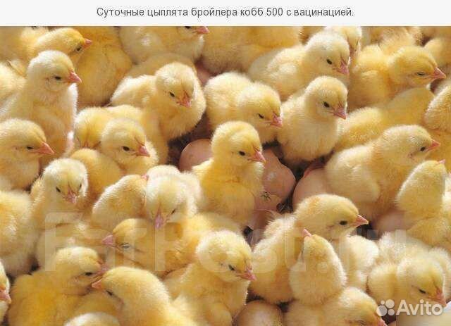 Инкубационное Яйцо,Настоящий Бройлер