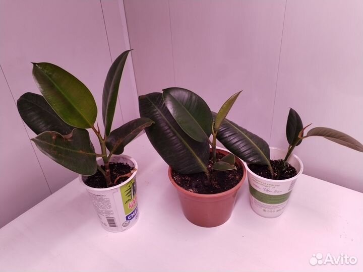 Комнатные цветы