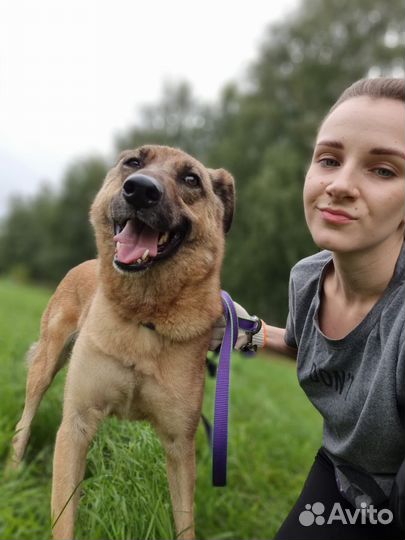 Ласковая, красивая собака в добрые руки