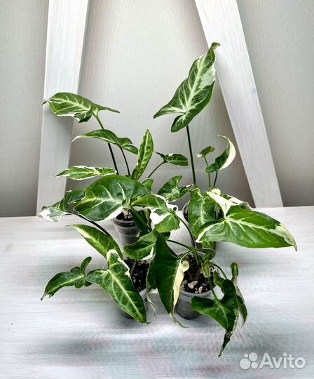 Сингониум Т-25