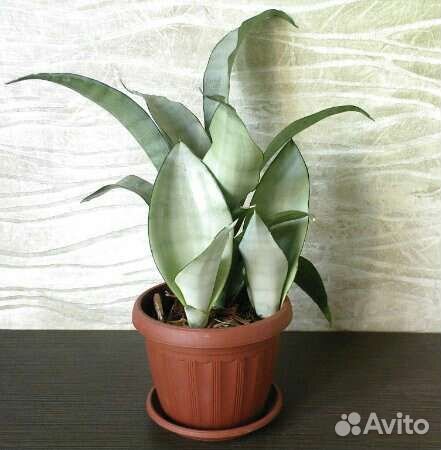 Сансевиерии