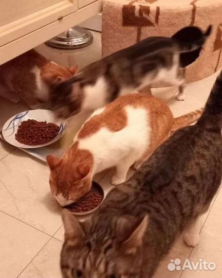 SOS Спасение животных. Кошки и коты в добрые руки