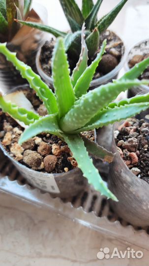 Каланхоэ тубифлора, алоэ сортовое