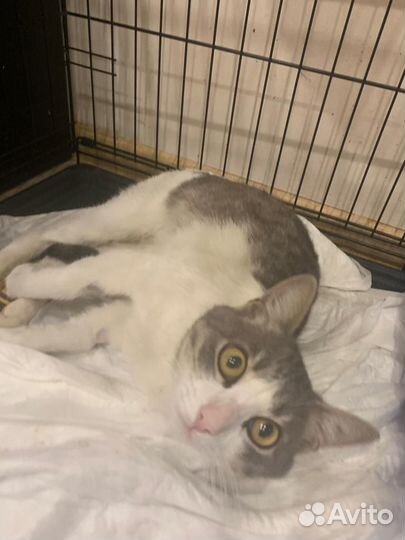 Котик в добрые ручки