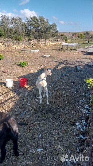 Нубийская коза