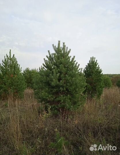 Сосна / Ель обыкновенная