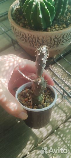 Эхиверия Tsukinishiki, тефрокактус