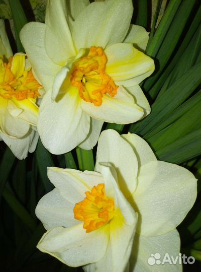 Глад луковицы, нарцисы