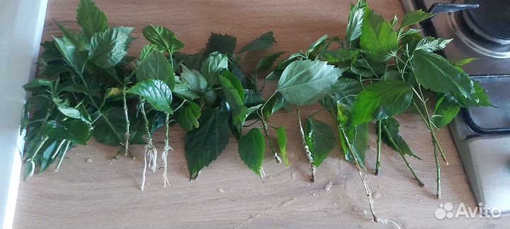 Гибискус сортовой лантана