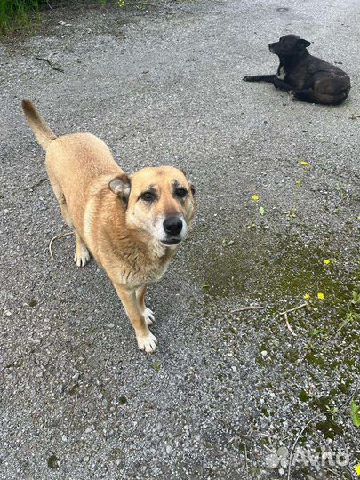 Собачки охранники в добрые руки