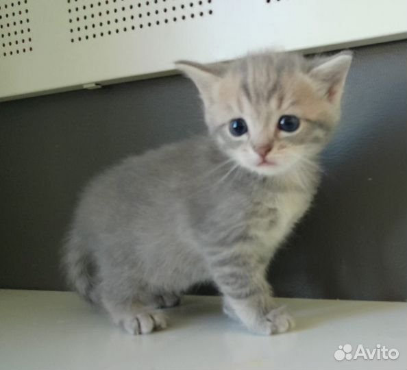 Котенок мальчик