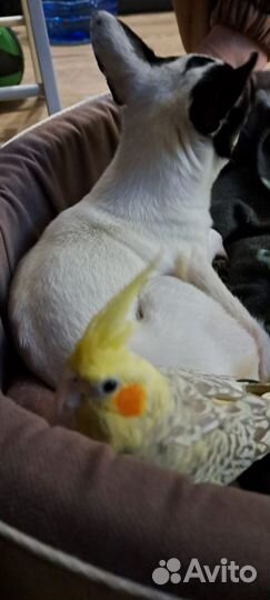 Попугай корелла птенец выкормыш ручной