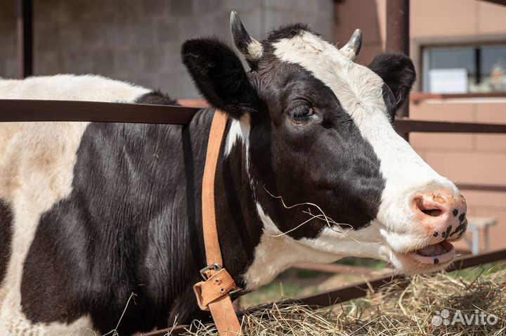 Телка 8 мес., нетель от высокоудойной коровы