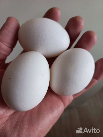 Яйцо куриное домашнее деревенское