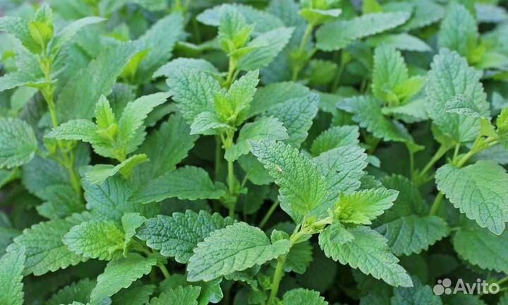 Мелисса, мята, смородина