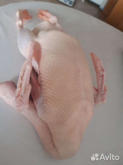 Мясо.Гуси, утки, индейка, бройлер