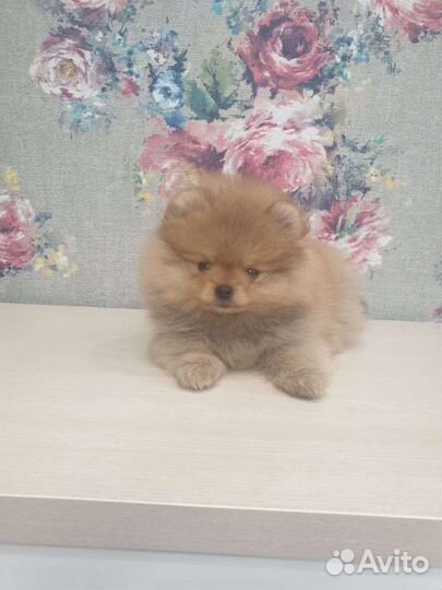 Щенки померанского шпица