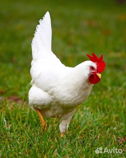Куры молодки несушки