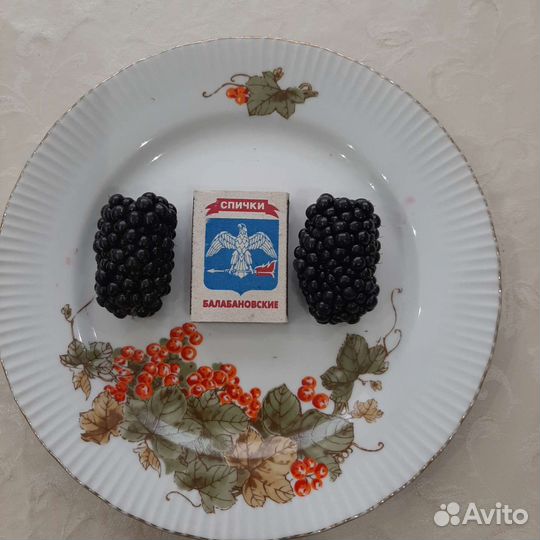 Саженцы садовой ежевики