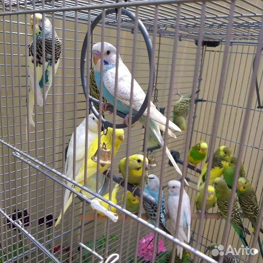 Молодые Волнистые попугаи
