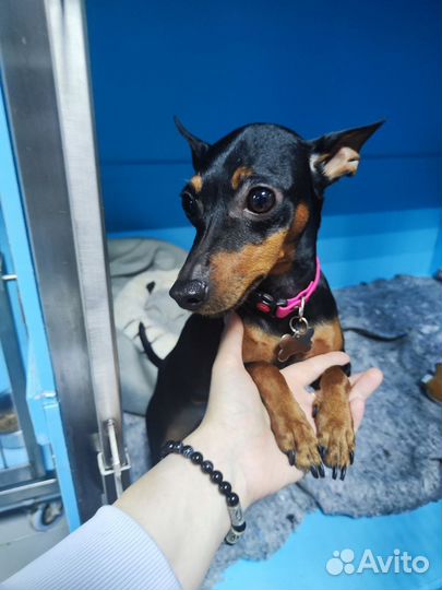 Маленькая собачка