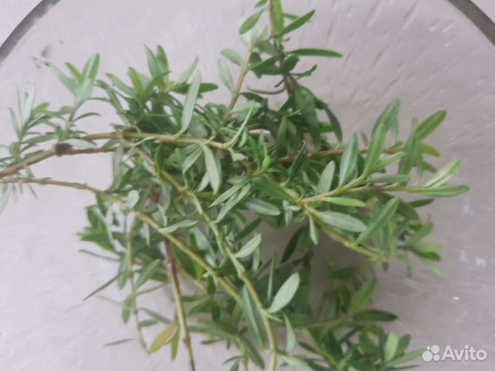 Чабрец ползучий