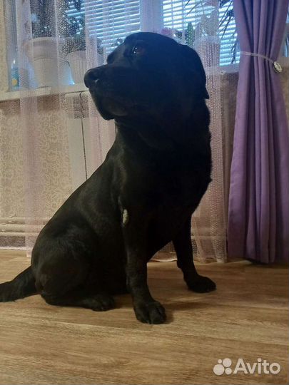 Вязка лабрадора