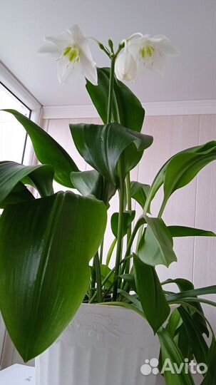 Эухарис амазонская лилия