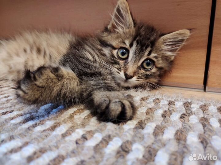 Котик бесплатно