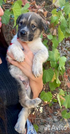 Щенок мальчишка