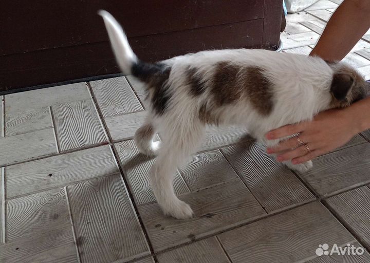 Собака в добрые руки отдам бесплатно