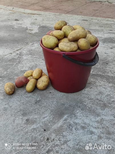 Продам Картофель