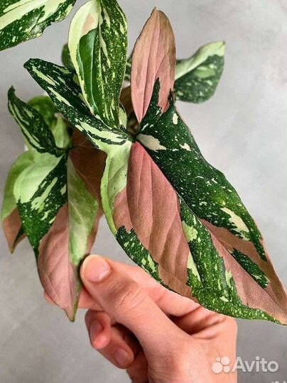 Сингониум Ред спот триколор