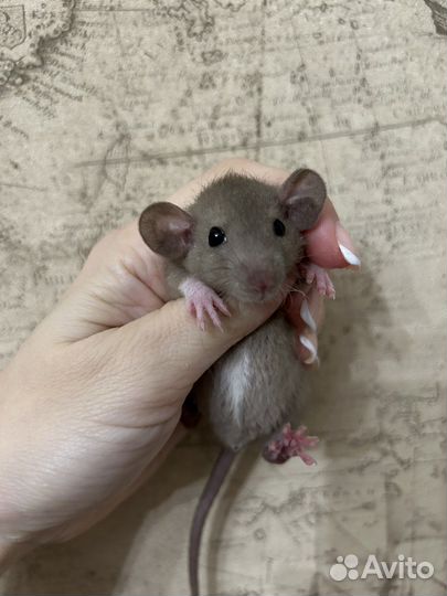 Ручные Крысята Дамбо.Доставка