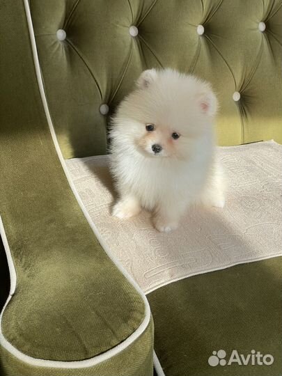 Щенки шпица