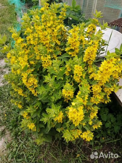 Садовые цветы