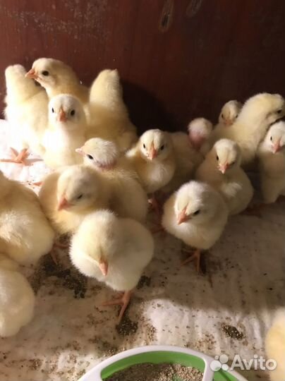 Цыплята бройлеры Кобб 500 и Голошейка