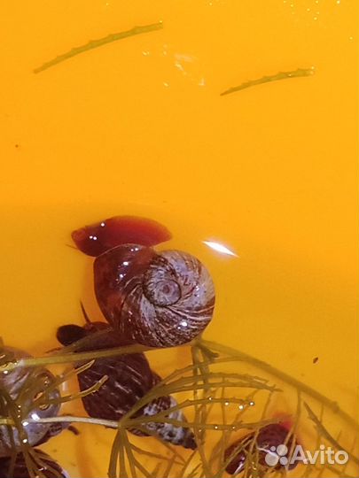 Аквариумные улитки Ампулярии