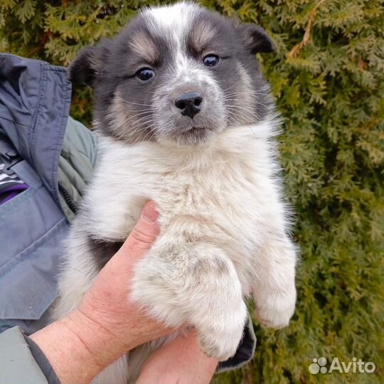 Отдам в добрые руки