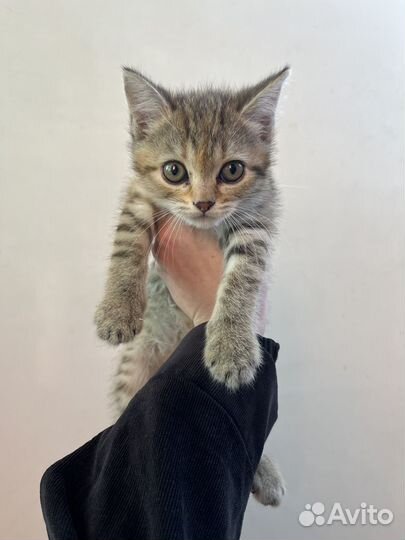 Шотландская