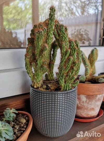 Суккуленты, кактусы