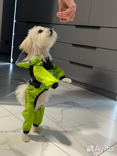 Дождевик-комбинезон для мелких средних пород