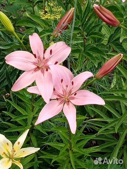 Продам лилии, нарциссы и другие цветы