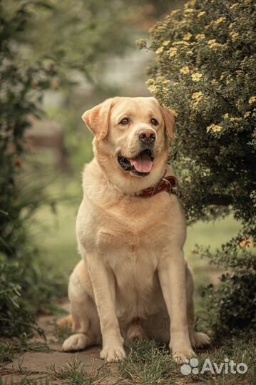 Вязка лабрадор РКФ