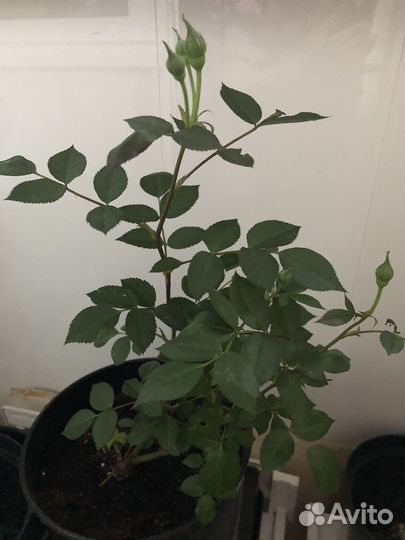 Роза в горшке